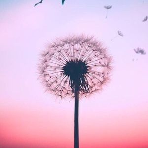 Meet your Posher, Regan